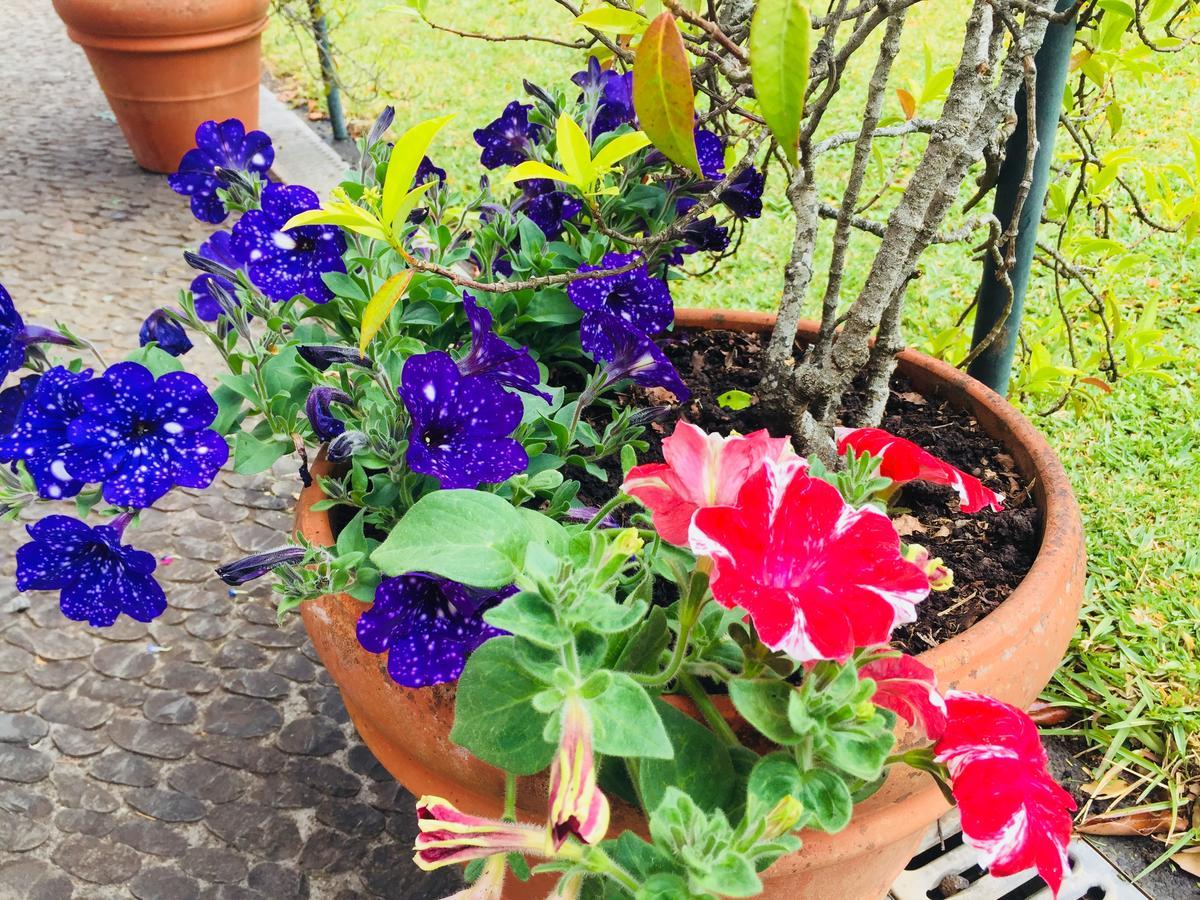 Quinta Das Faias Camacha  Zewnętrze zdjęcie